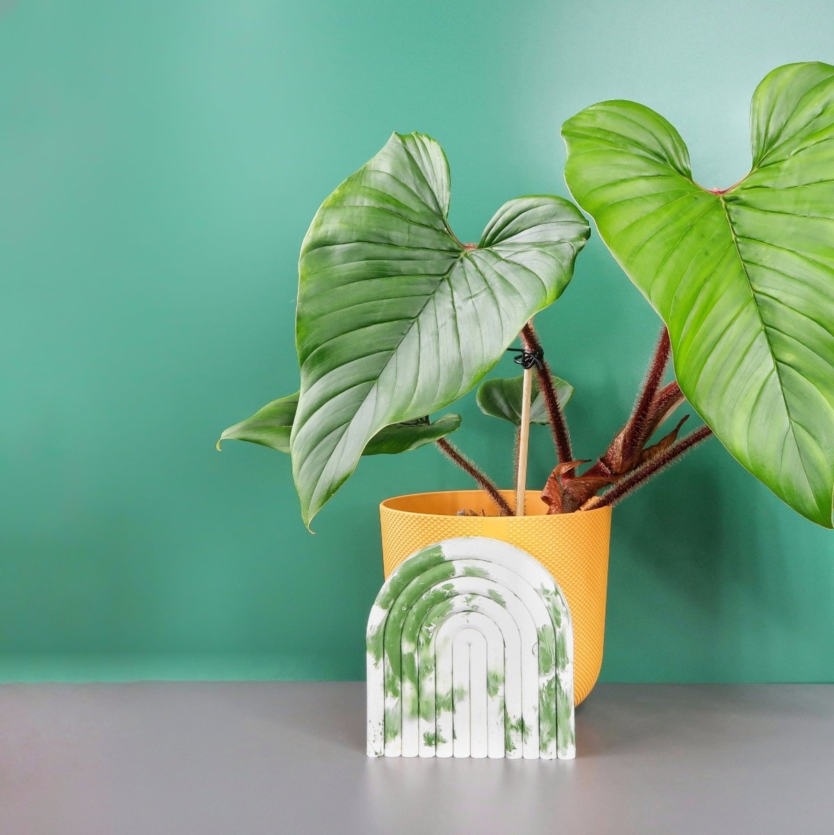 Philodendron Squamicaule, pfeilspitzenähnliche grüne Blätter