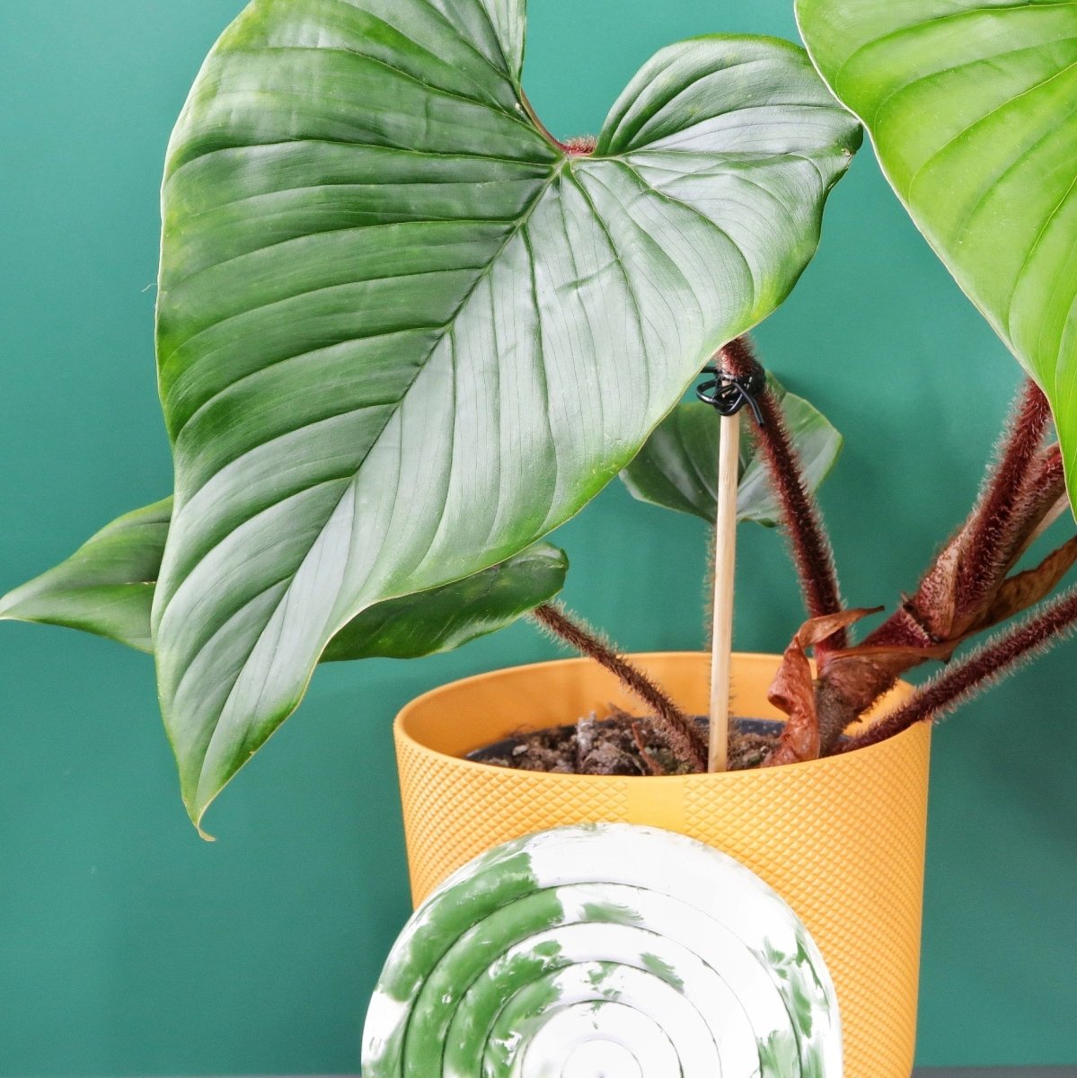 Philodendron Squamicaule – Ansicht 6