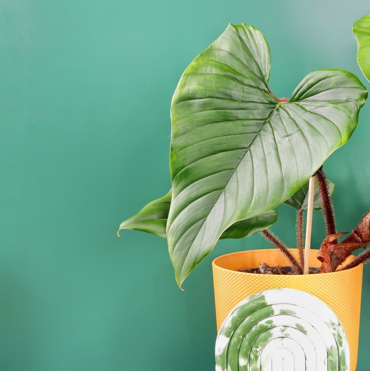 Philodendron Squamicaule mit borstigen Blattstielen