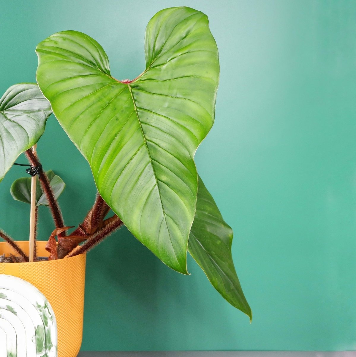 Philodendron Squamicaule, exotisches Statement fürs Zuhause