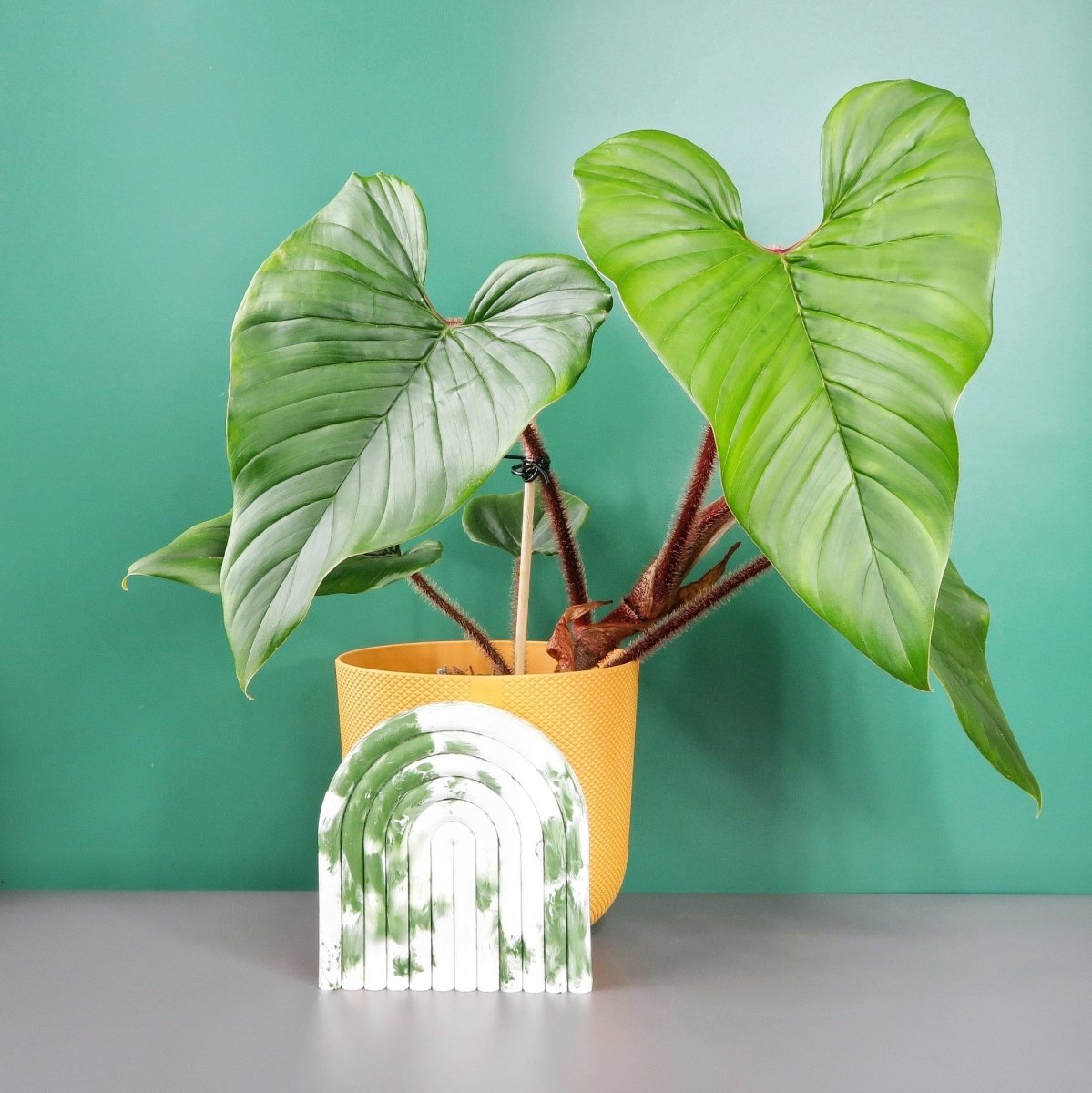 Philodendron Squamicaule – Zimmerpflanze mit roten Stängeln – potflourri