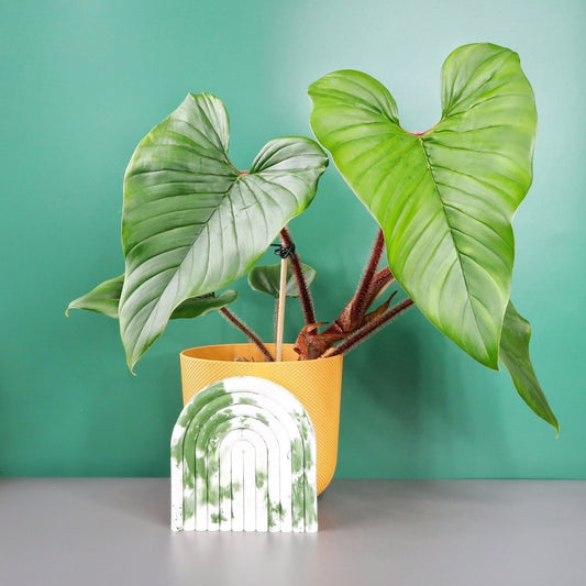Philodendron Squamicaule – Zimmerpflanze mit roten Stängeln – potflourri