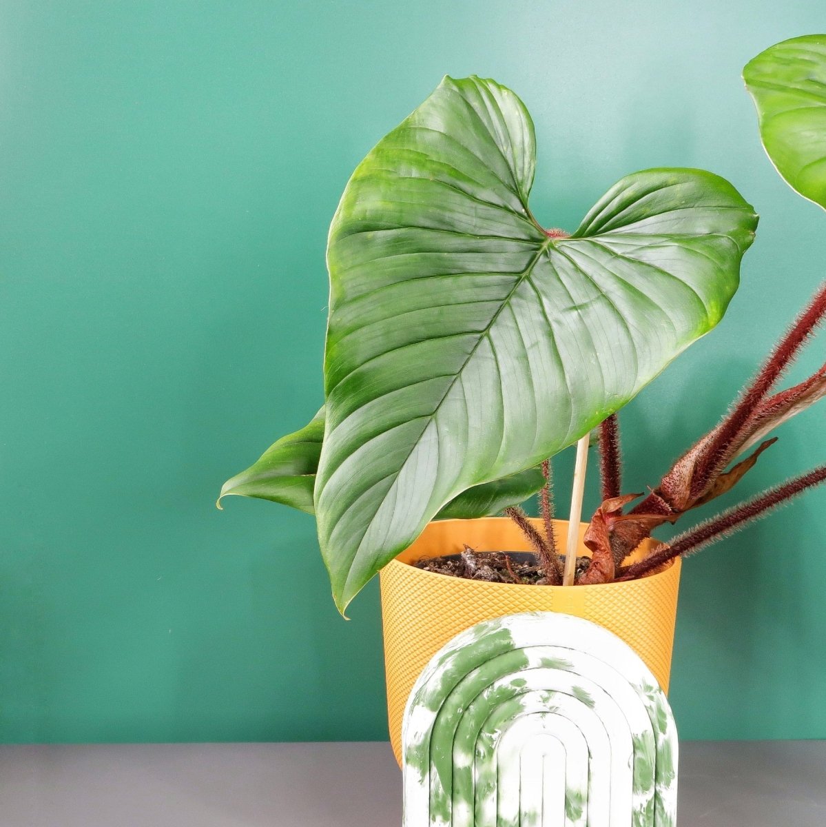 Philodendron Squamicaule – Ansicht 8
