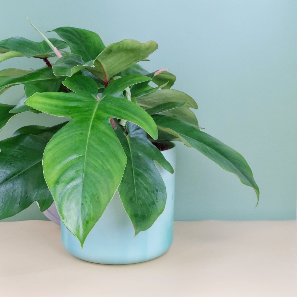 Philodendron Squamiferum, exotische Blattform