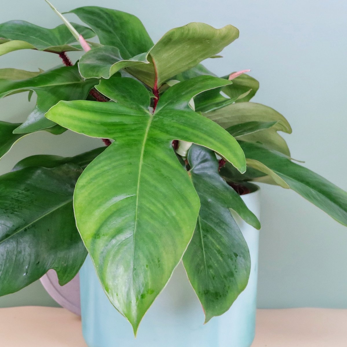 Philodendron Squamiferum mit luftreinigenden Eigenschaften