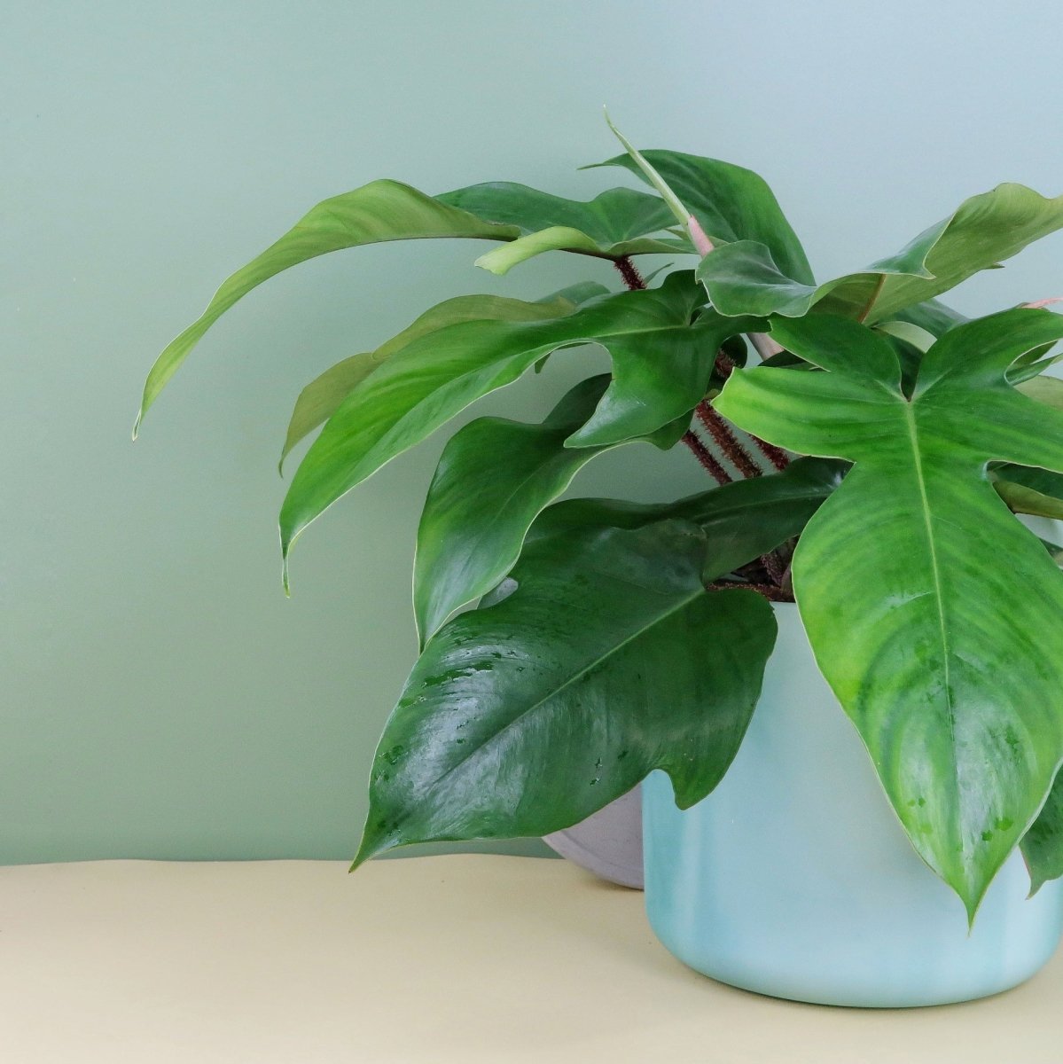 Philodendron Squamiferum, auffällige Borsten an den Blattstielen