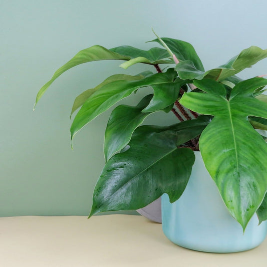 Philodendron Squamiferum – Zimmerpflanze mit roten Borsten – potflourri