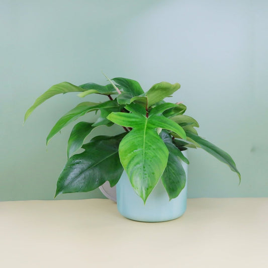 Philodendron Squamiferum – Zimmerpflanze mit roten Borsten – potflourri