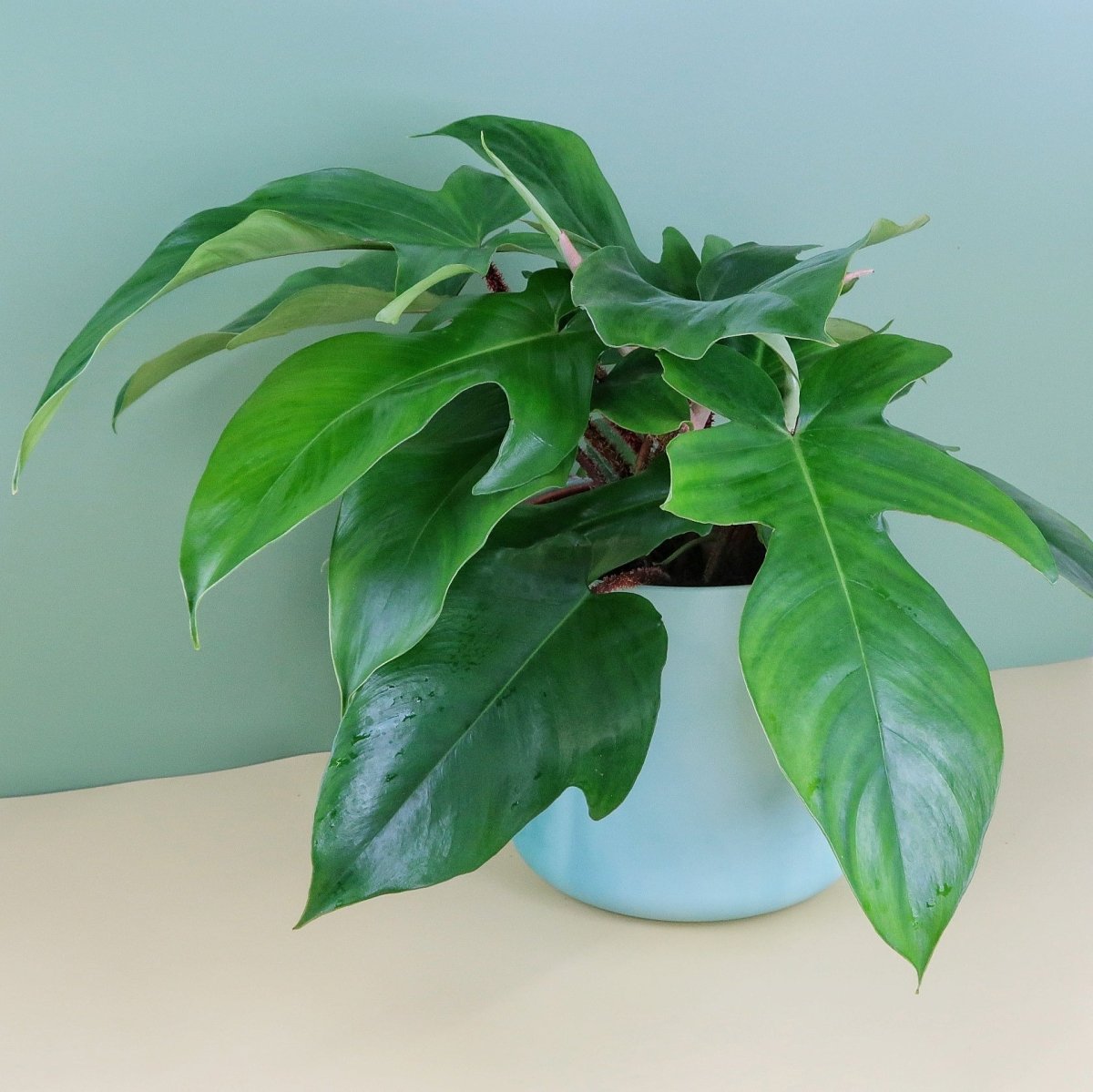 Philodendron Squamiferum, natürlicher Luftfiltermechanismus