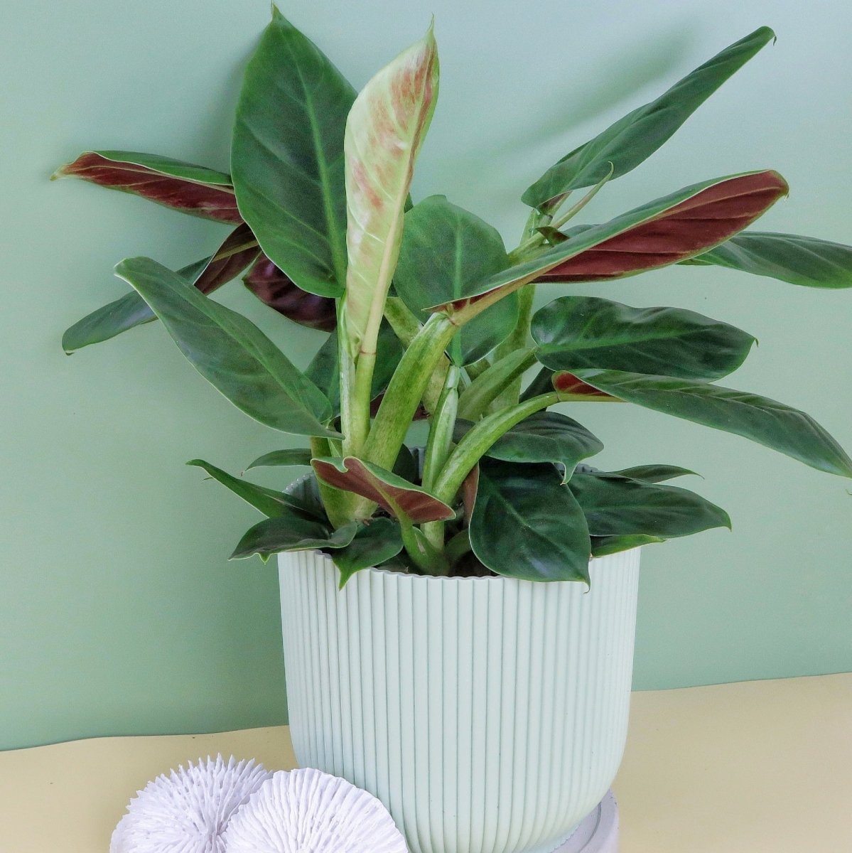 Philodendron Subhastatum, intensivere Rotfärbung im Alter