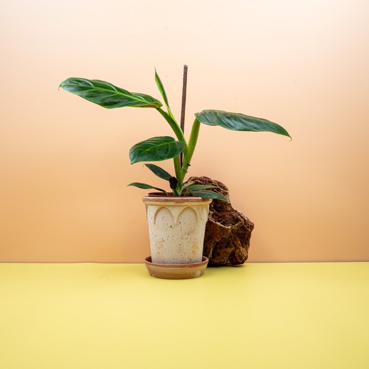 Philodendron Subhastatum – Ansicht 6