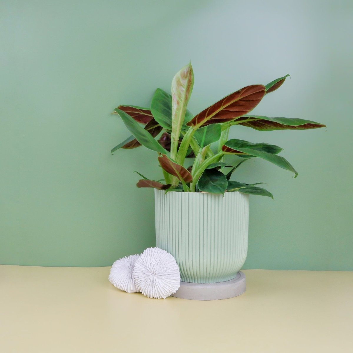 Philodendron Subhastatum – rankende Zimmerpflanze mit Farbspiel – potflourri