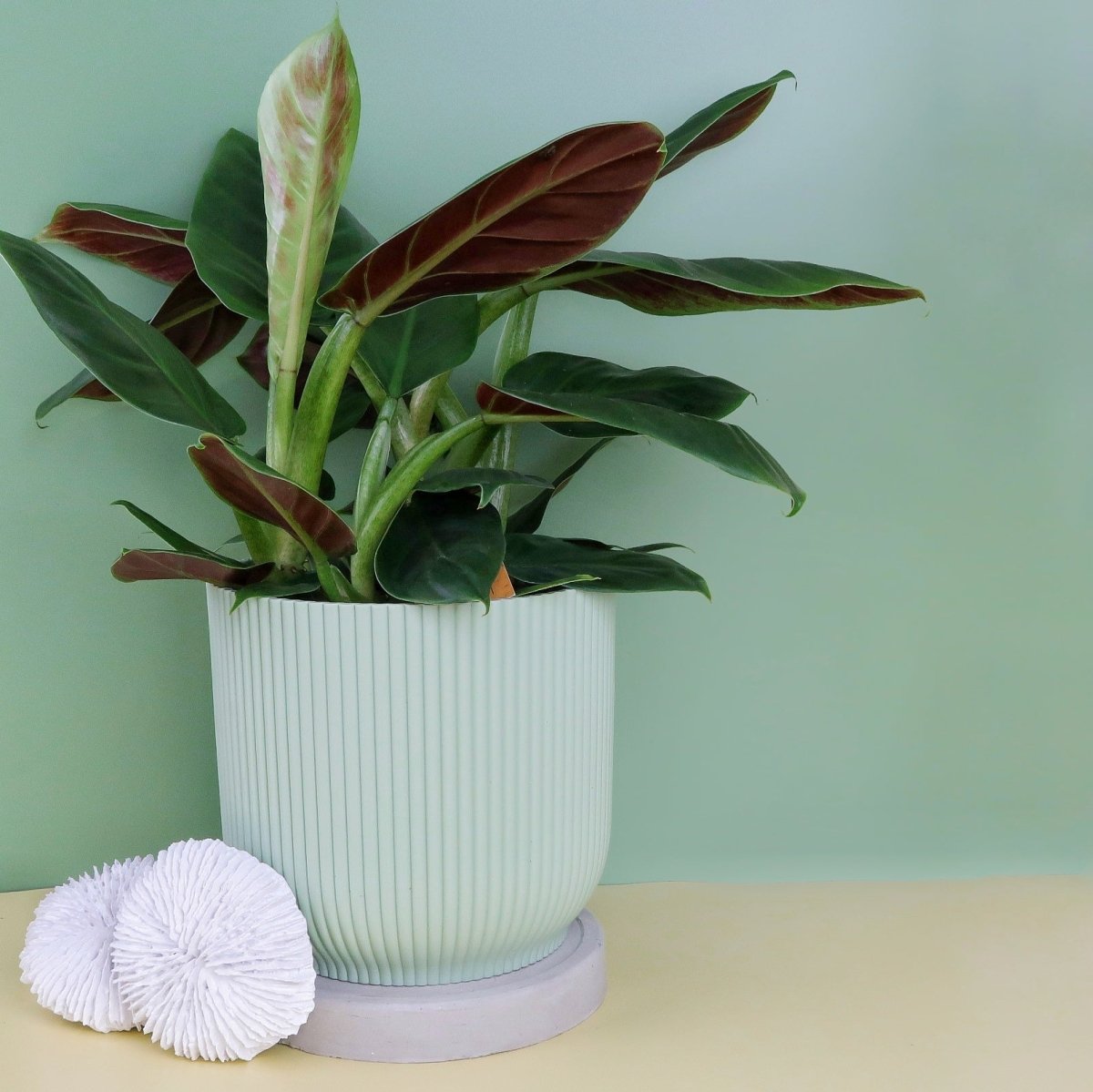 Philodendron Subhastatum mit satter grüner Blattoberfläche