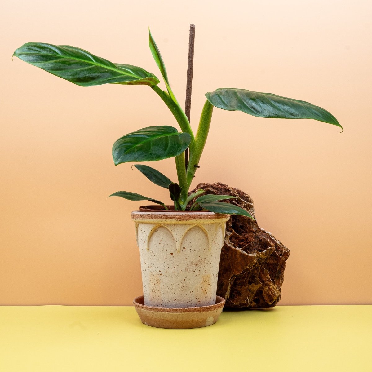 Philodendron Subhastatum – Ansicht 8
