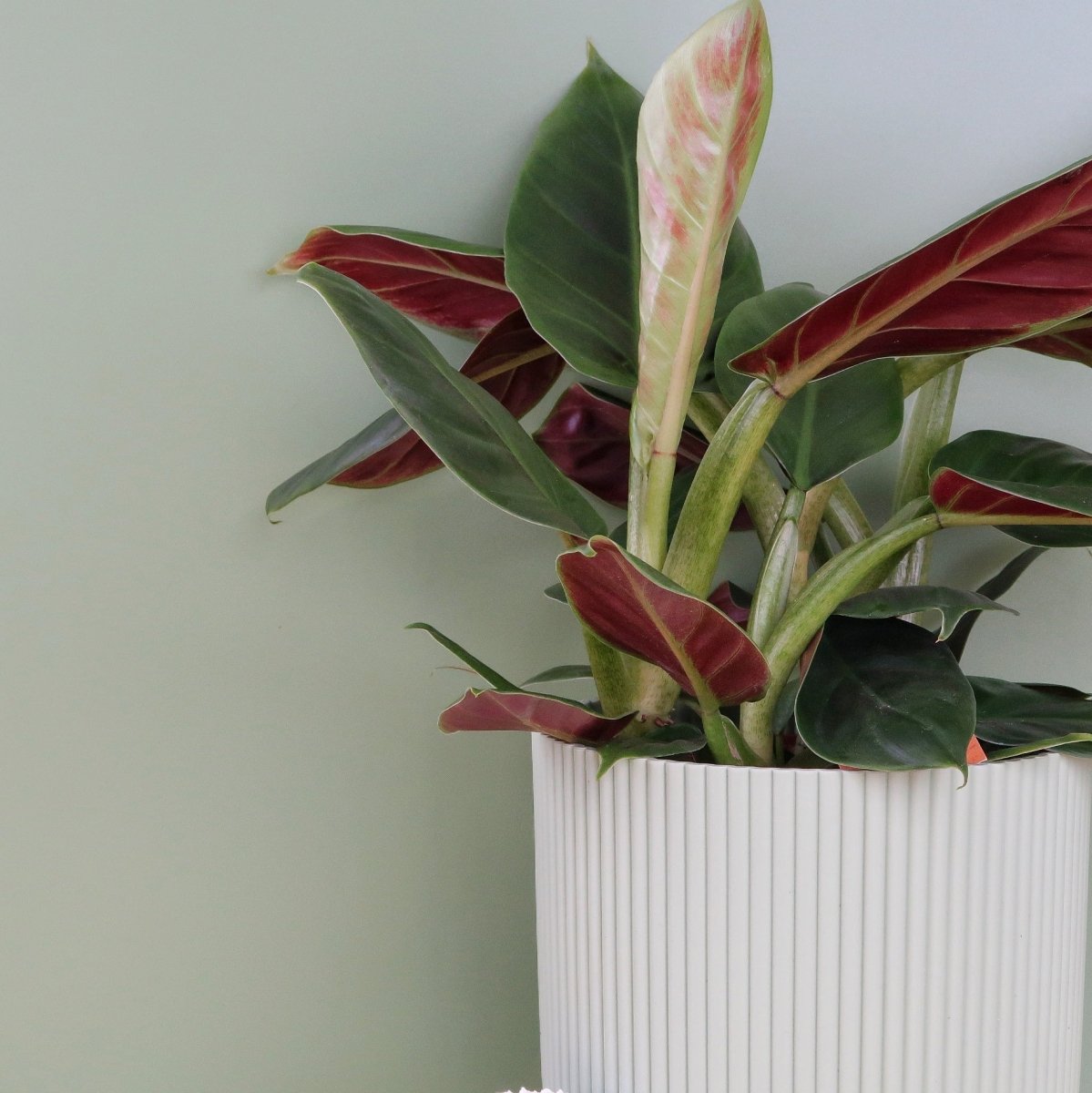 Philodendron Subhastatum, begehrte Sammlerpflanze