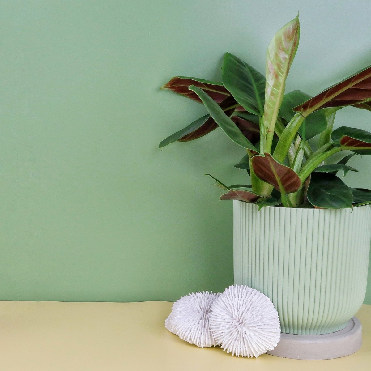Philodendron Subhastatum, dunkles Rot unter grünen Blättern