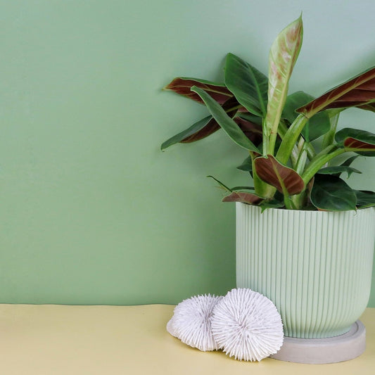 Philodendron Subhastatum – rankende Zimmerpflanze mit Farbspiel – potflourri