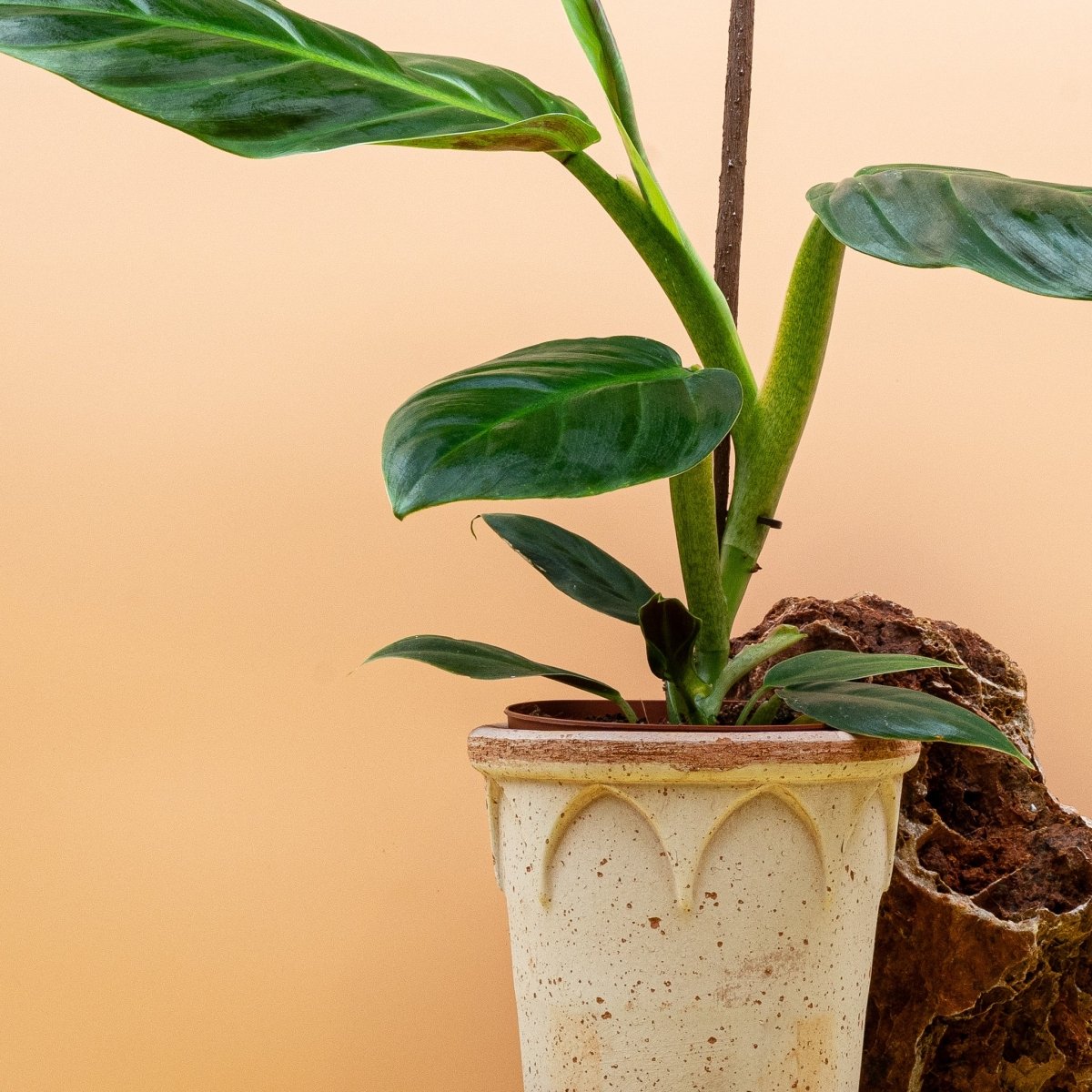 Philodendron Subhastatum – Ansicht 9