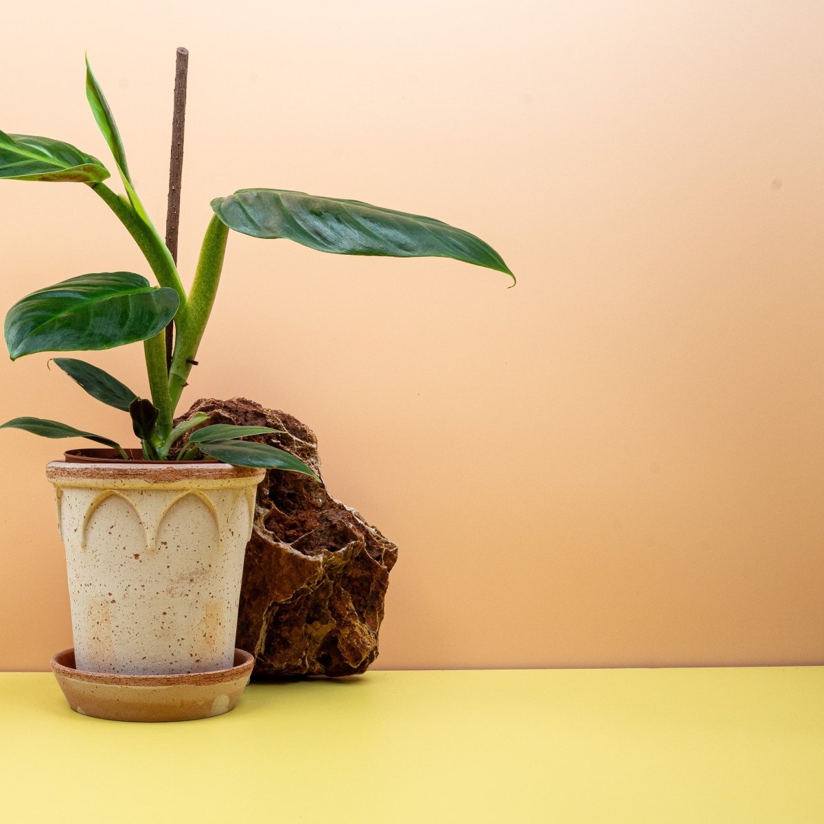 Philodendron Subhastatum – Ansicht 7