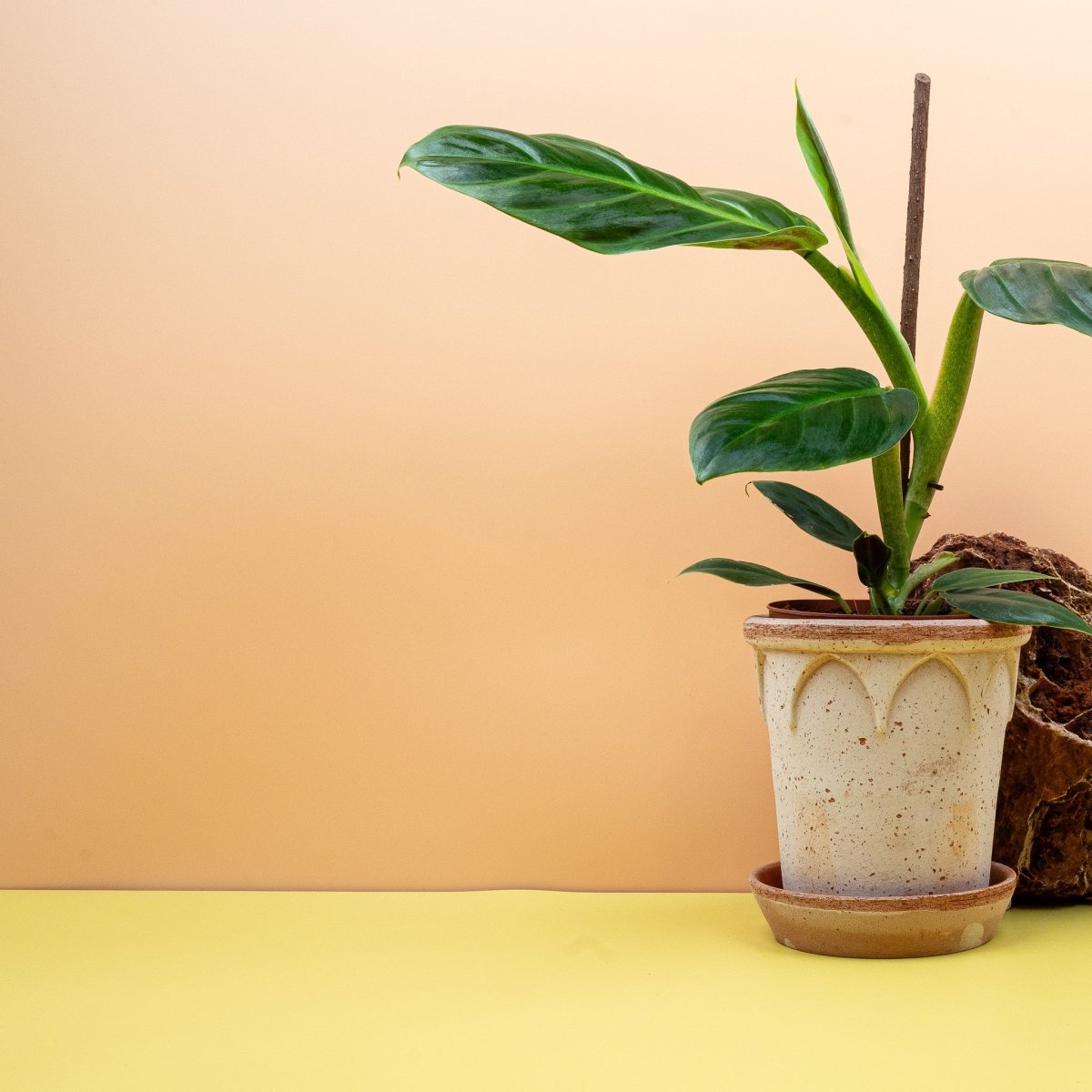 Philodendron Subhastatum – Ansicht 10