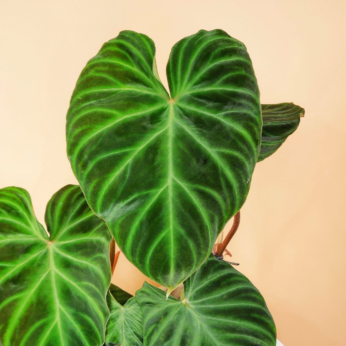 Philodendron Verrucosum, kompakter Wuchs
