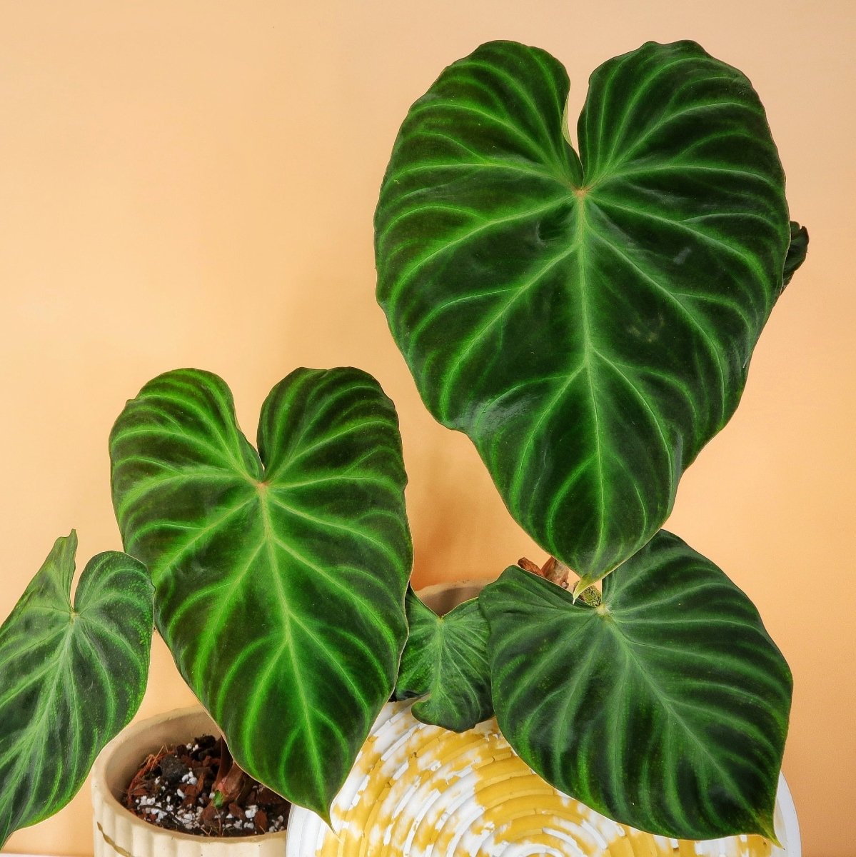 Philodendron Verrucosum – tropisches Flair