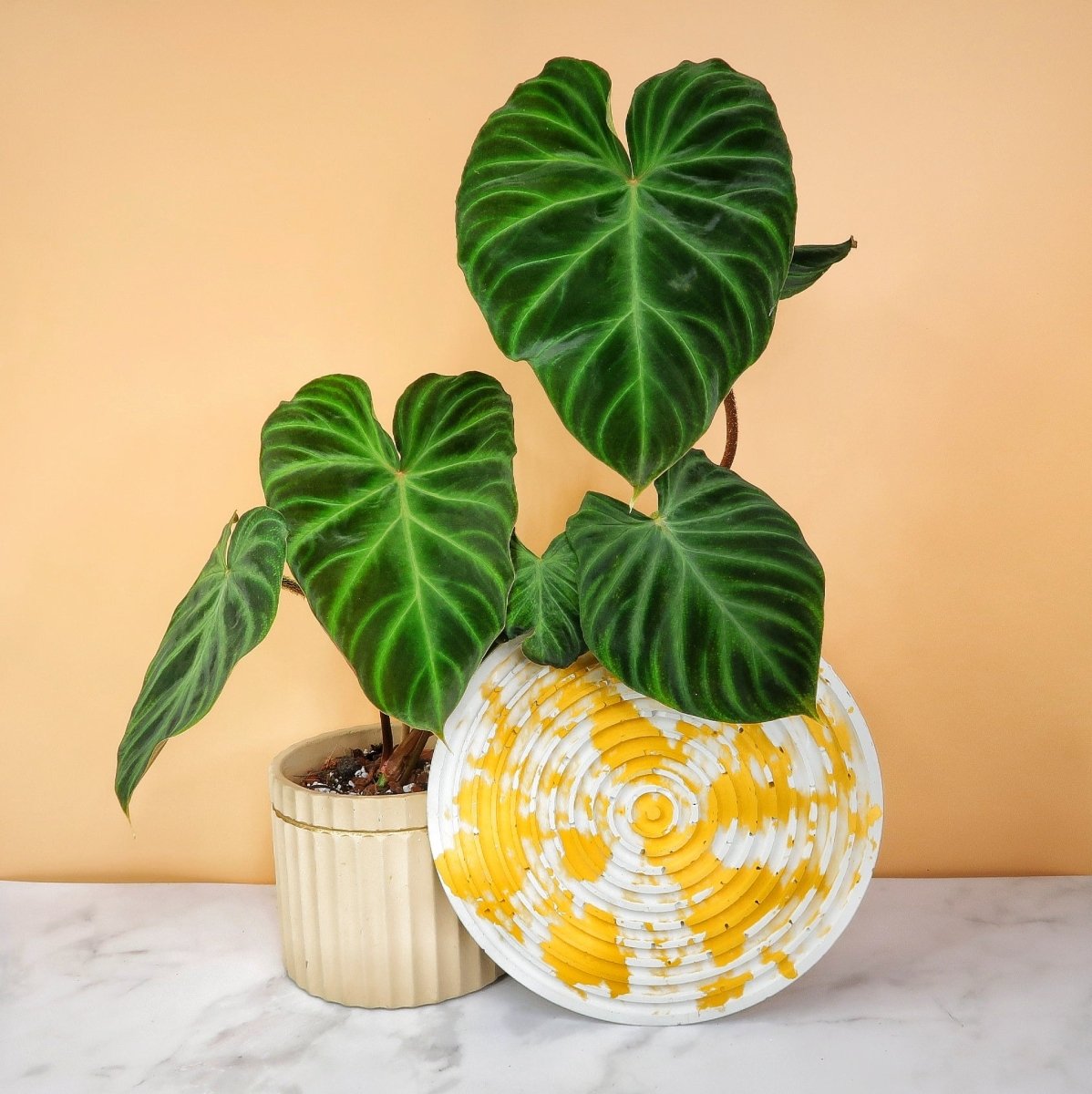 Philodendron verrucosum mit samtig dunkelgrünen Blättern – potflourri