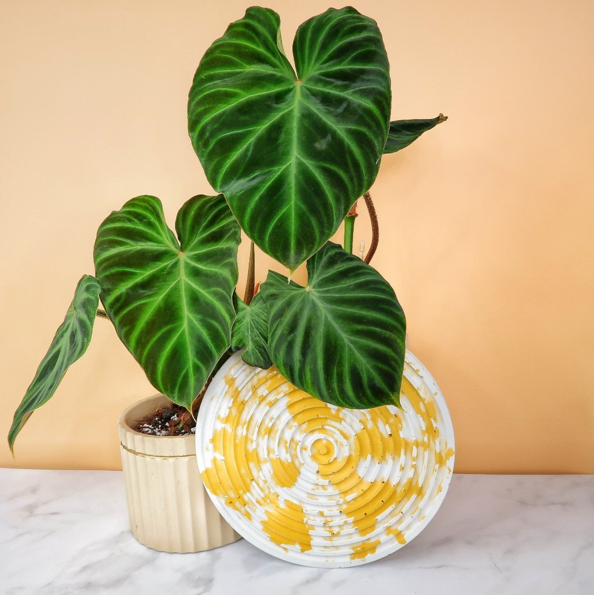 Philodendron verrucosum – helle Blattadern auf samtiger Fläche