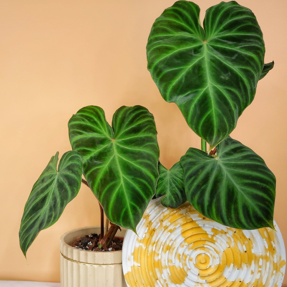Philodendron Verrucosum, herzförmige Blätter