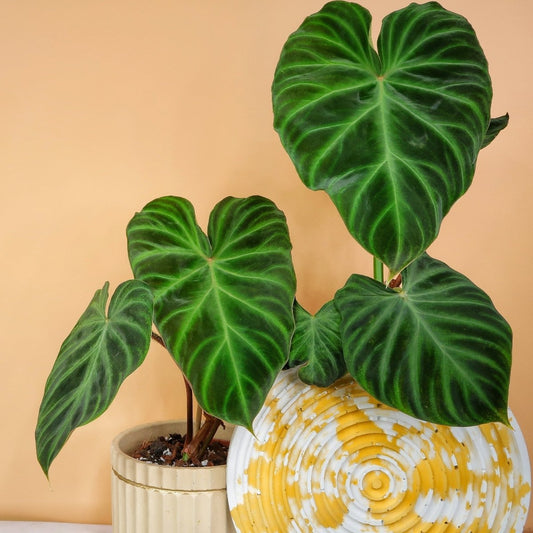 Philodendron verrucosum mit samtig dunkelgrünen Blättern – potflourri