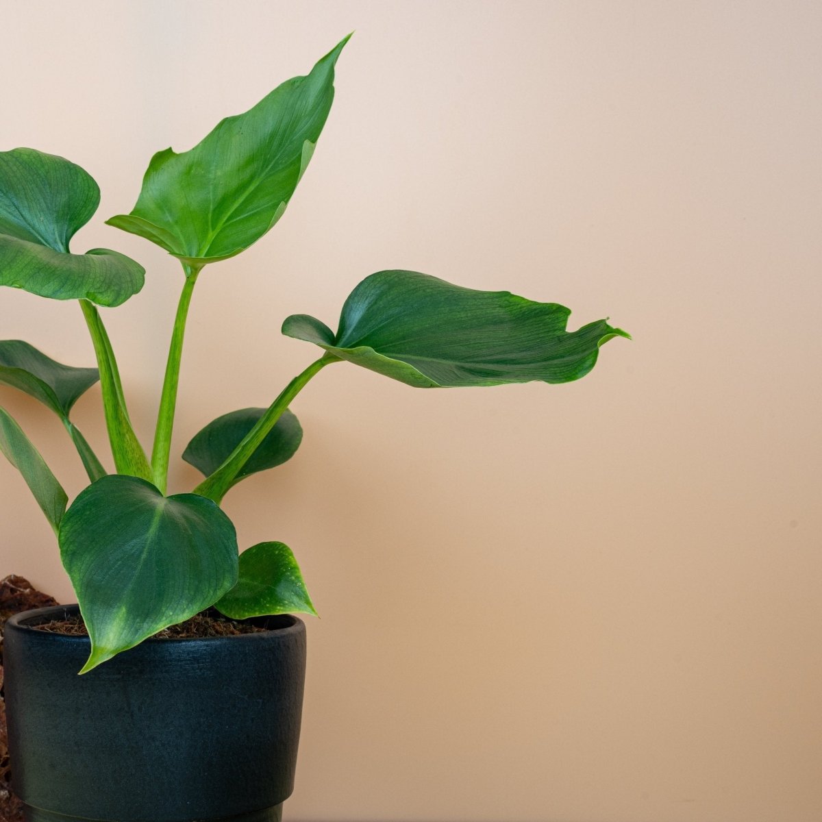 Philodendron Warszewiczii, üppige Wuchsform