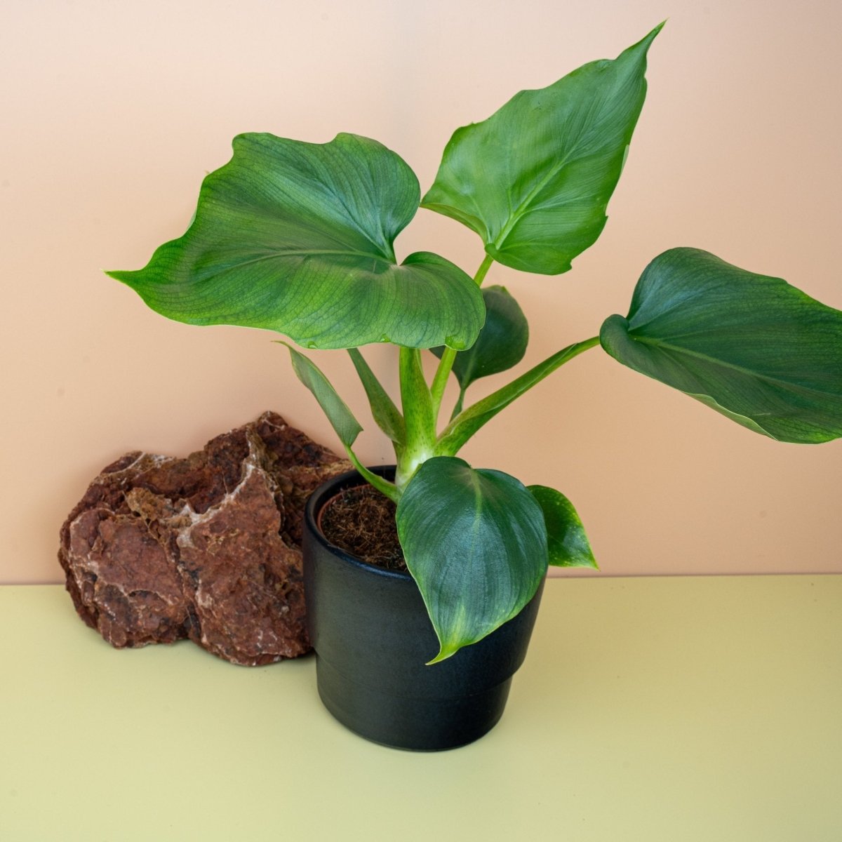 Philodendron Warszewiczii, Gesamtansicht der Pflanze