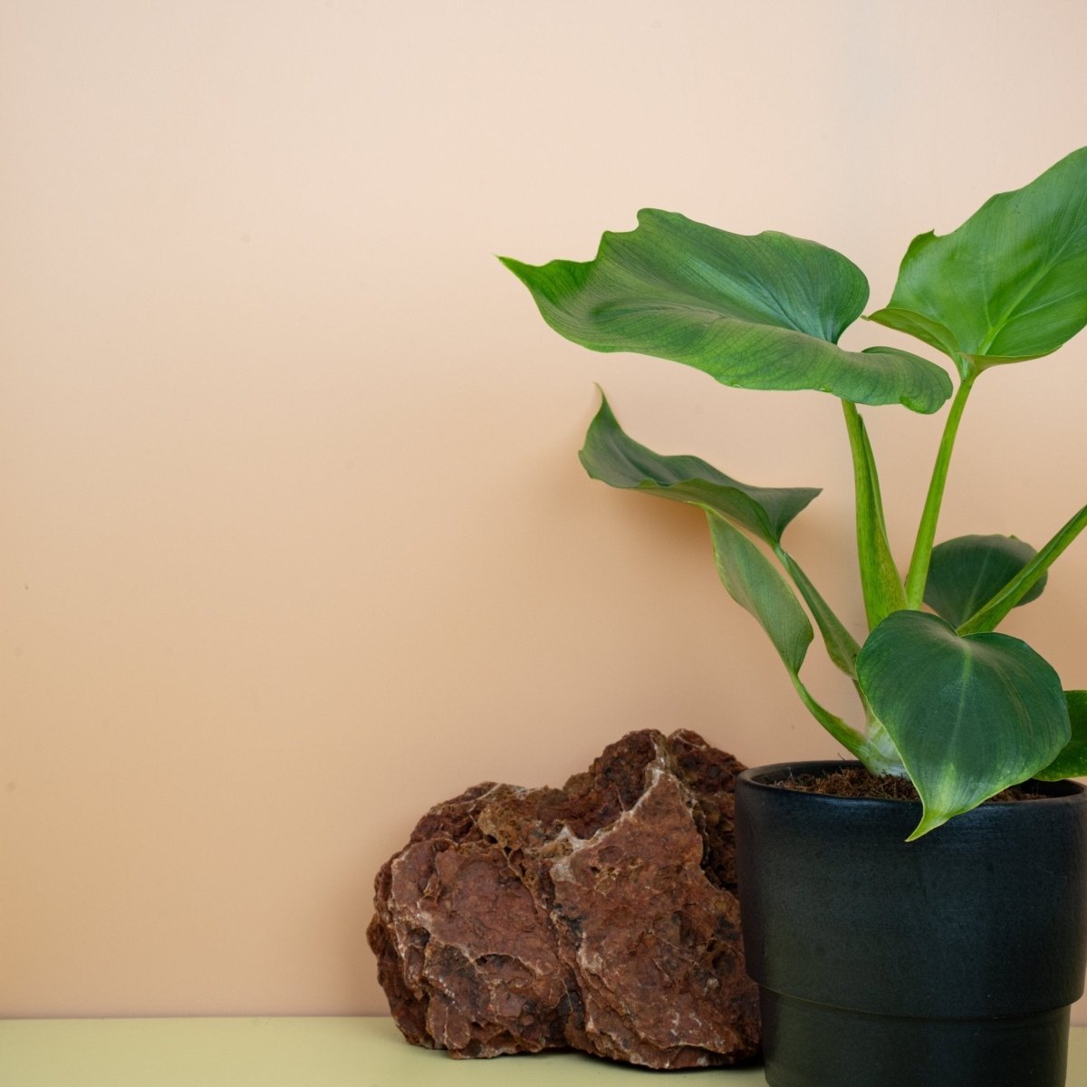 Philodendron Warszewiczii, tiefgrüne Blattfarbe im Detail
