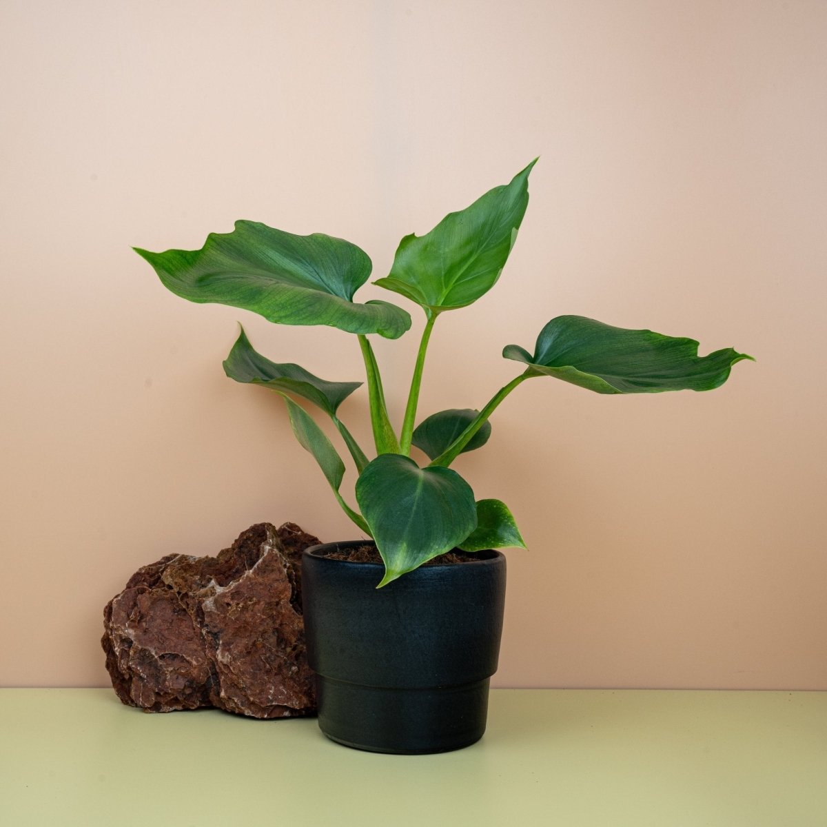 Philodendron Warszewiczii, glänzende Blätter mit handähnlicher Form – potflourri