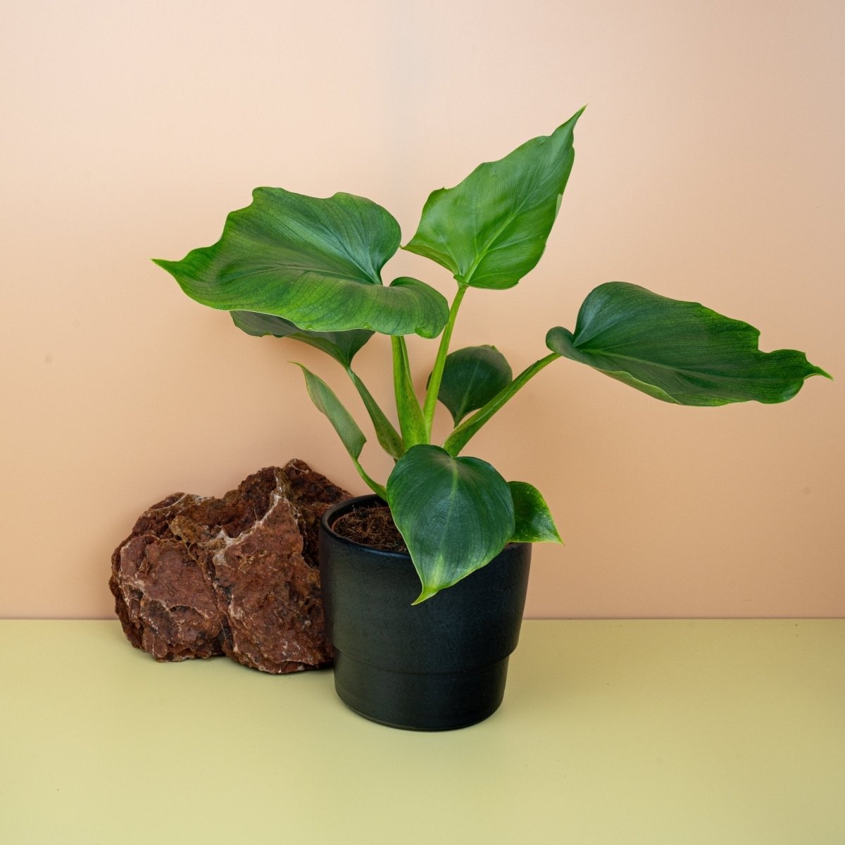 Philodendron Warszewiczii, markante Blattstruktur