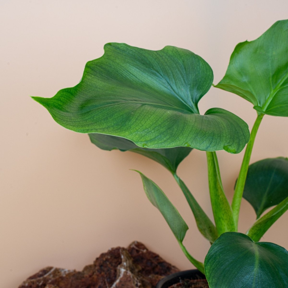 Philodendron Warszewiczii, junges Blatt im Wachstum