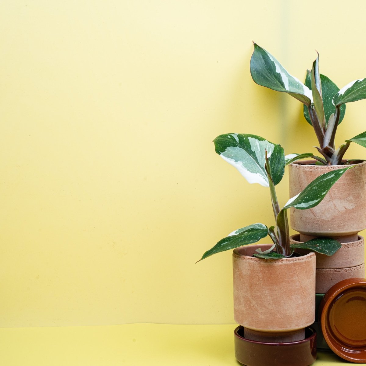 Philodendron White Knight – Ansicht 8