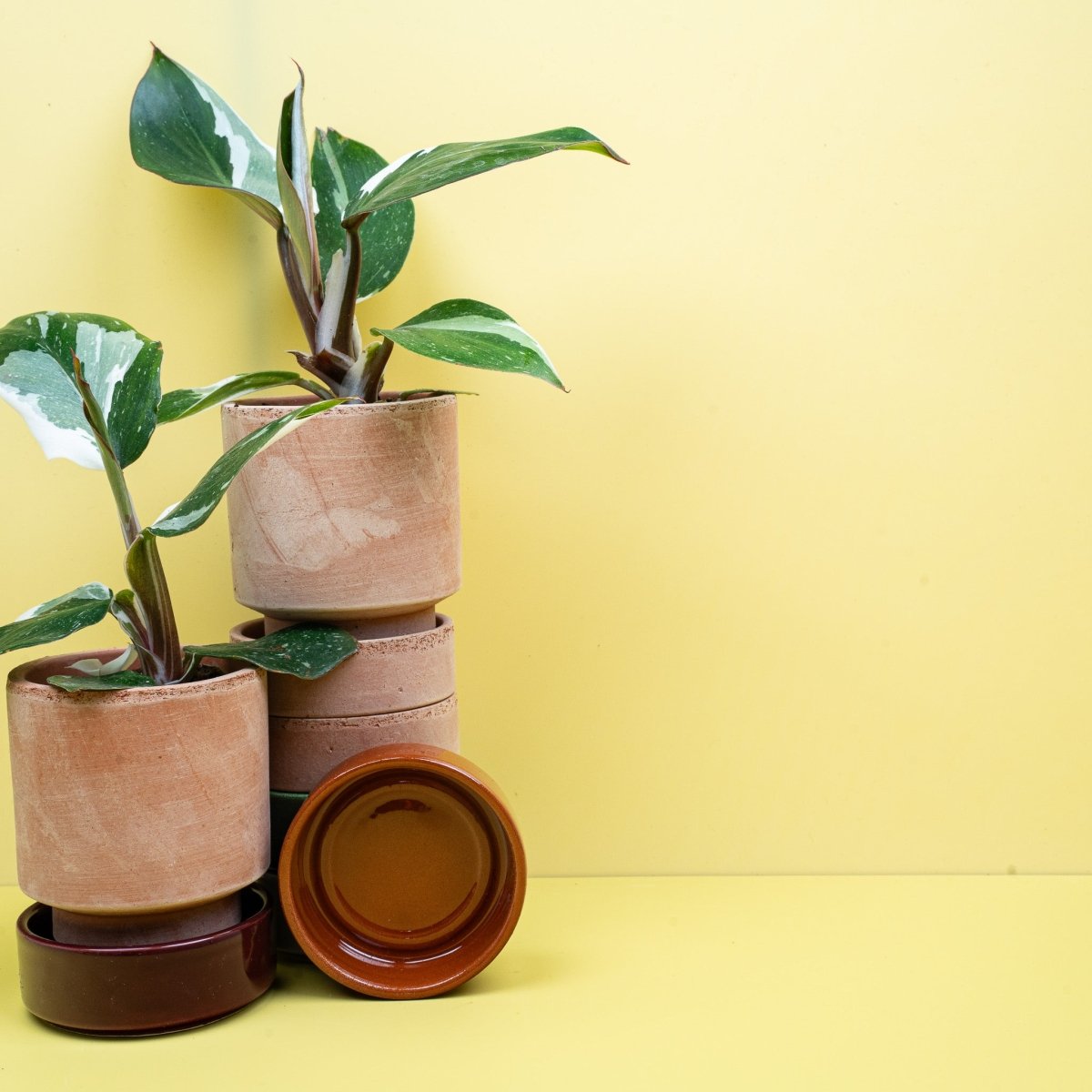 Philodendron White Knight – Ansicht 9