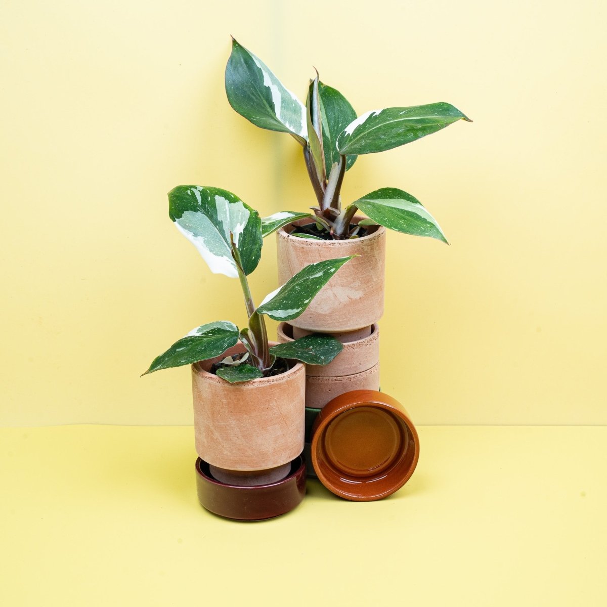 Philodendron White Knight – elegante, seltene Zimmerpflanze