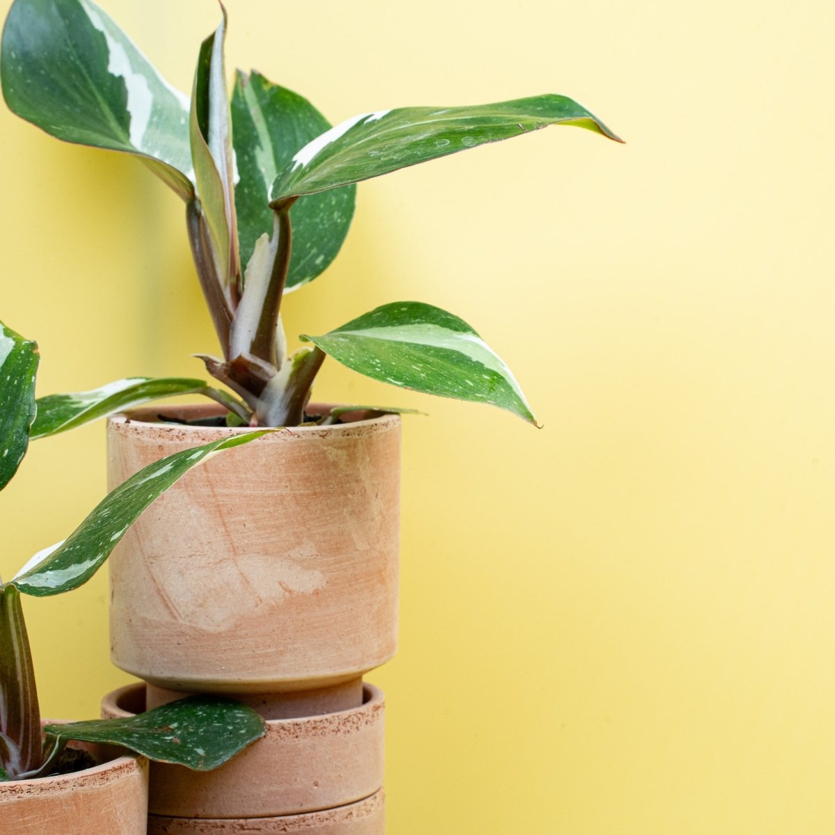 Philodendron White Knight – Ansicht 10
