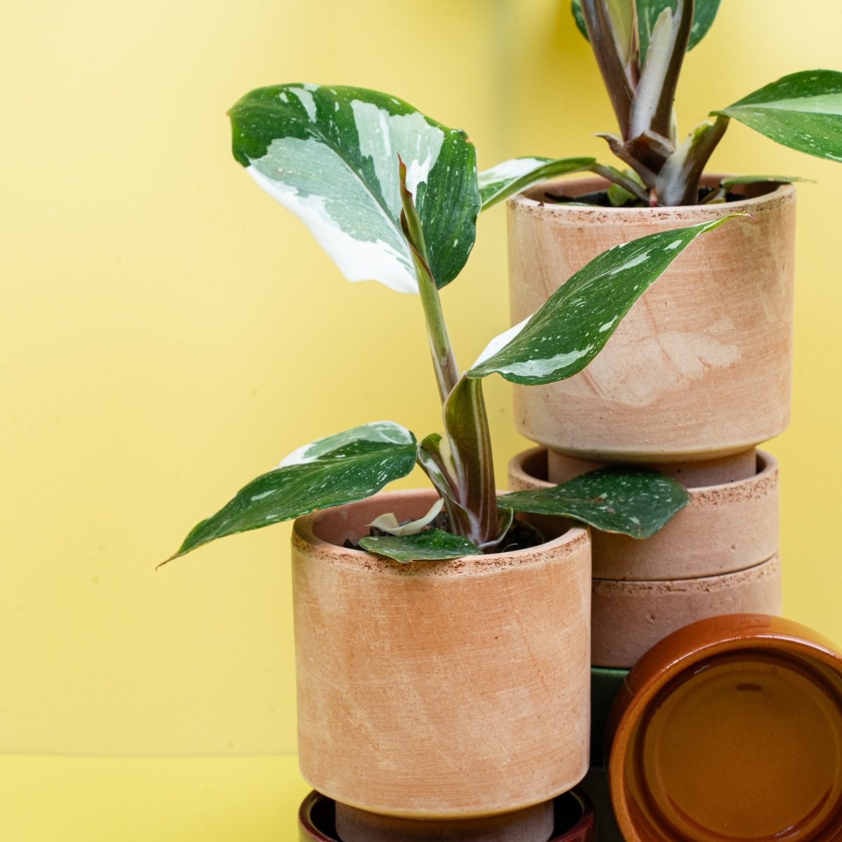 Philodendron White Knight – Ansicht 11