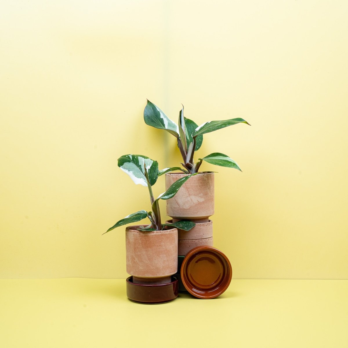 Philodendron White Knight – Ansicht 7