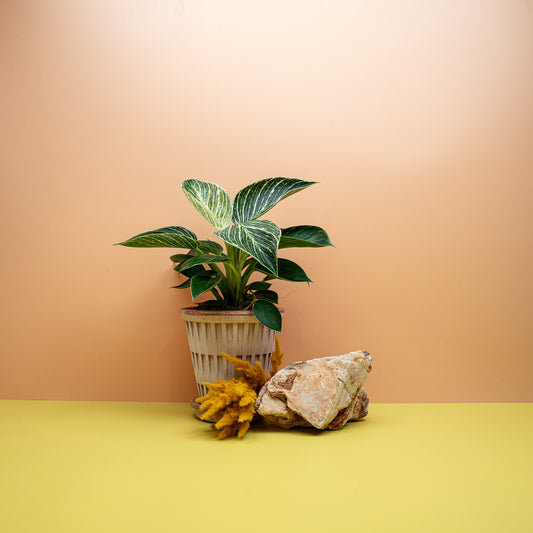 PHILODENDRON BIRKIN