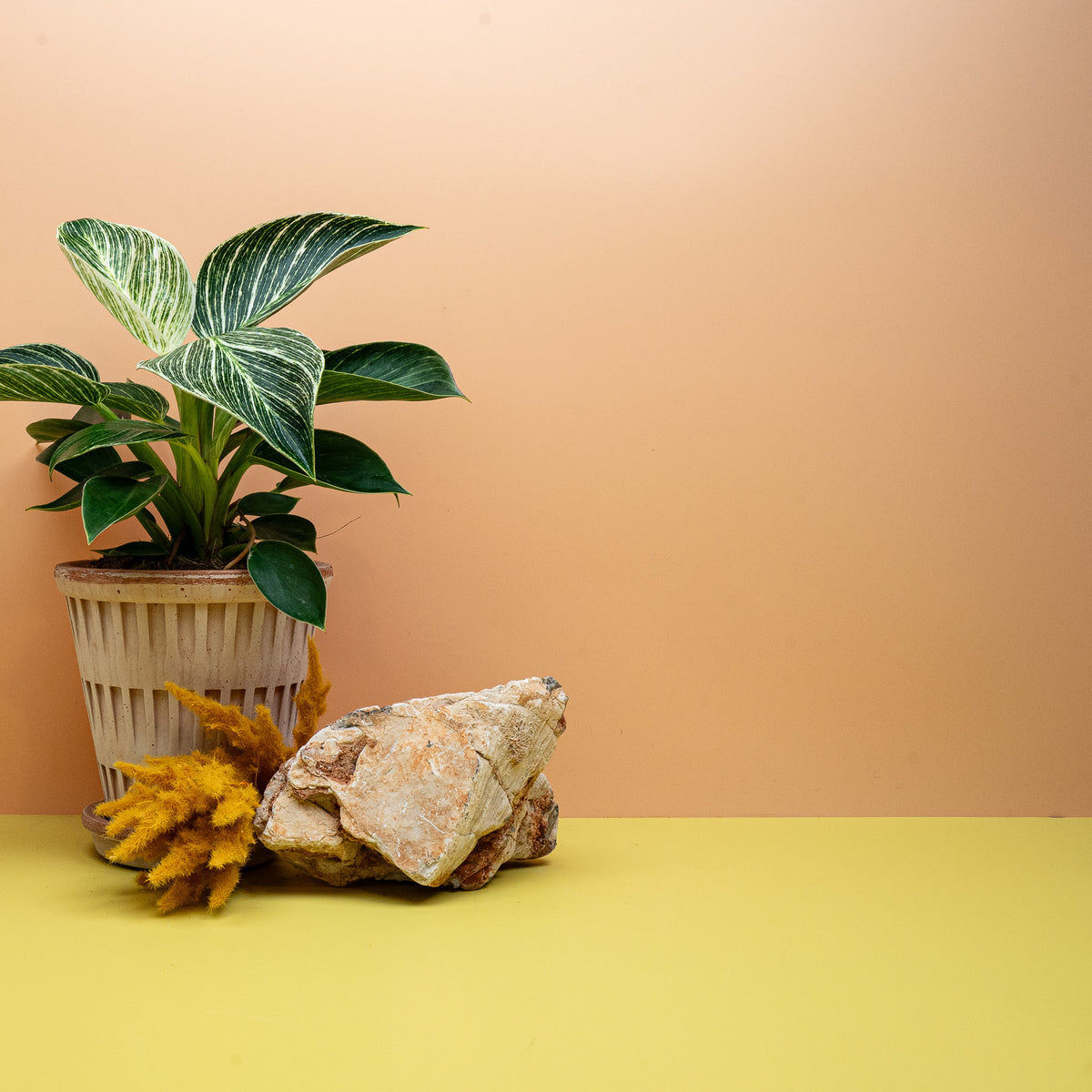 PHILODENDRON BIRKIN
