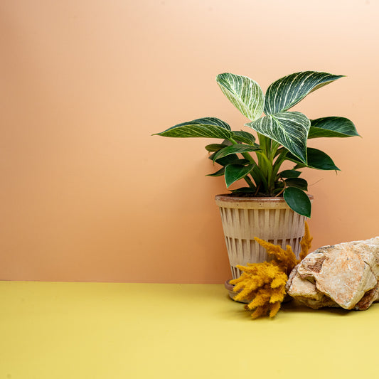 PHILODENDRON BIRKIN