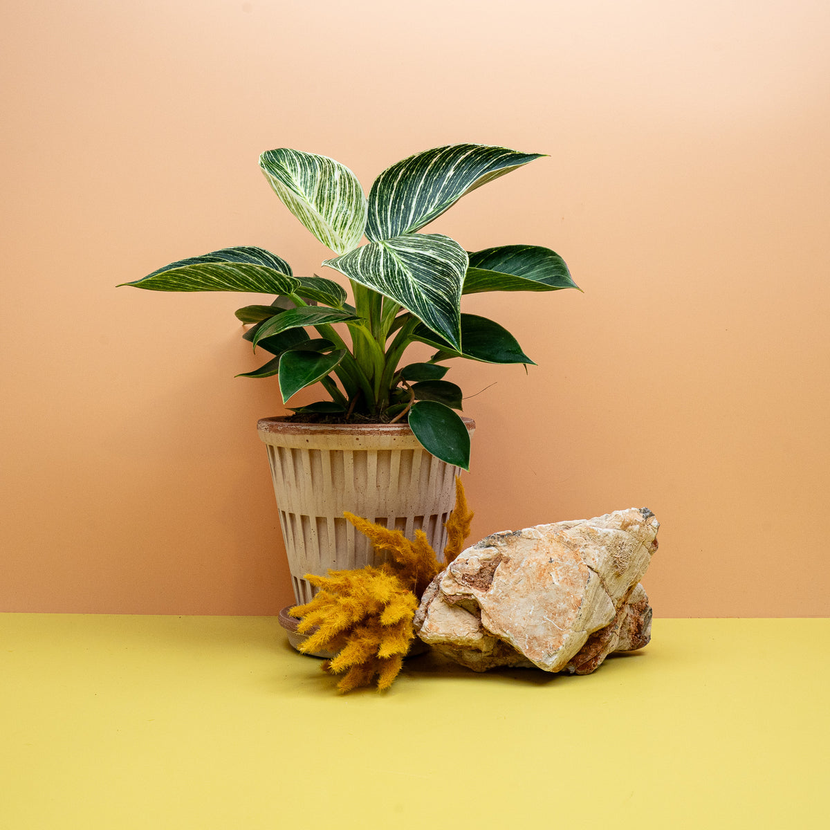 PHILODENDRON BIRKIN