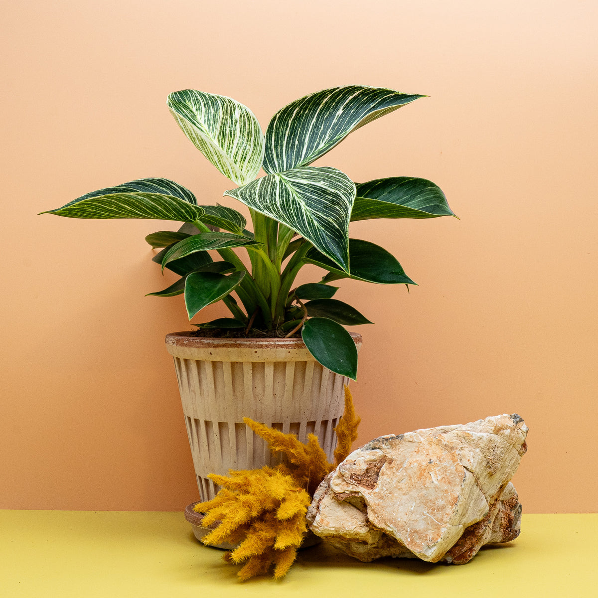PHILODENDRON BIRKIN