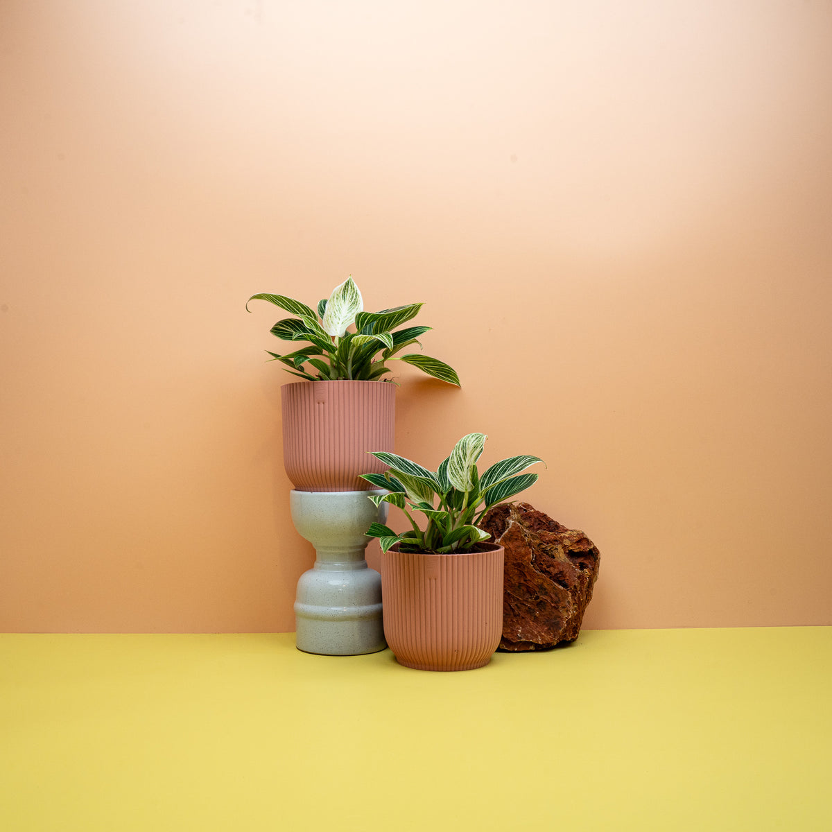 PHILODENDRON BIRKIN