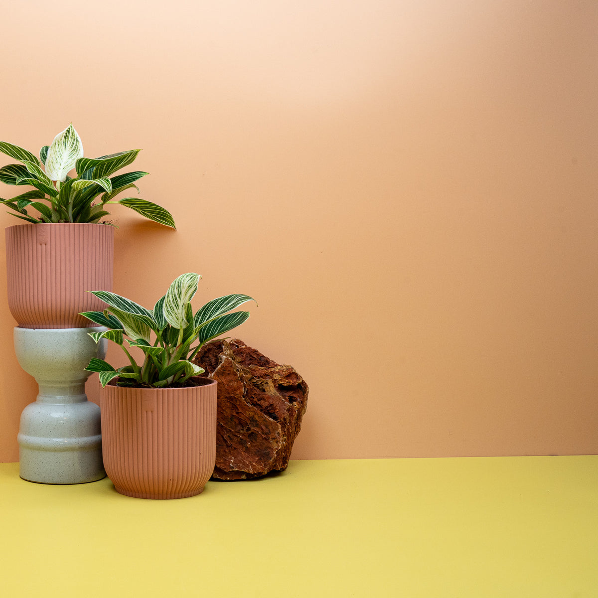 PHILODENDRON BIRKIN