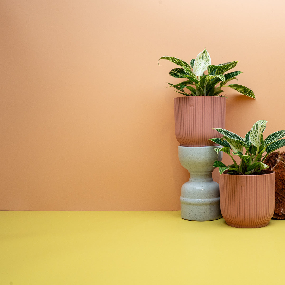 PHILODENDRON BIRKIN